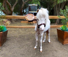 The Pony Experience; Glamping with Private Petting Zoo